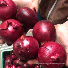 Special grade fresh red onion wholesale